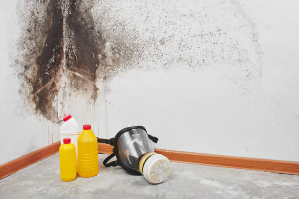 Best Localized Mold Remediation (e.g., coastal areas, humid climates) in Lookout Mountain, GA