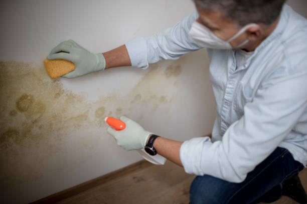 Best Attic Mold Remediation in Lookout Mountain, GA